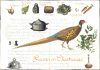 Pheasant recipe card